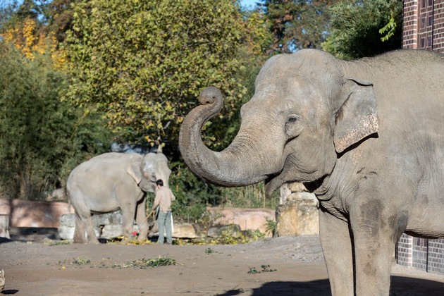 Für mehr Teilhabe: MDR-Kultformat „Elefant, Tiger & Co“ ab sofort mit Hörbeschreibung